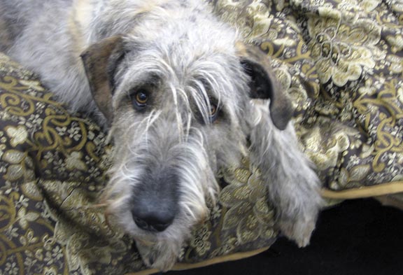 [BlogWolfhound.jpg]