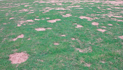 Best HD Pictures about  Brown Spots In Bermuda Grass  with No AI Images