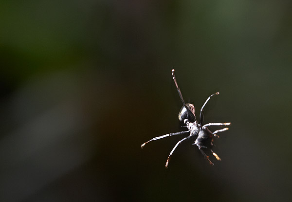 GLIDING ANT