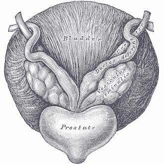 ampicillin for prostatitis