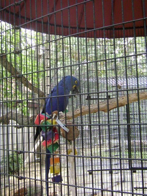 [blue+parrot.jpg]
