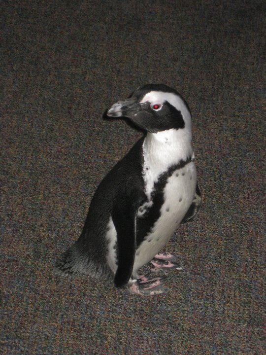 MSealPhoto: Penguin at Maryland Zoo - Baltimore, MD