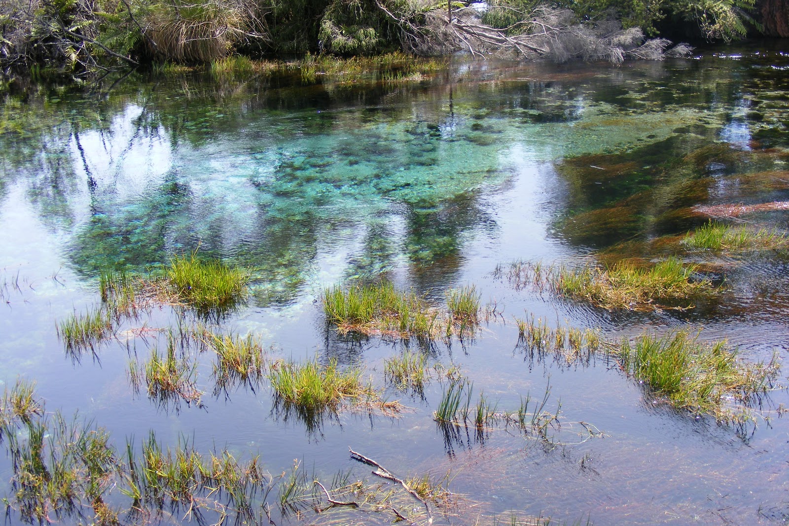 my views of New Zealand Pupu Springs