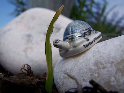 pidic encadrees photoblog photographie bordeaux tortue horsfield feve porcelaine
