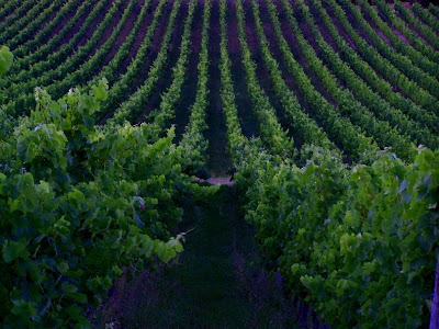 pidic encadrees photographie photoblog amateur bordeaux gironde parallelisme vignes vignoble vin entre-deux-mers