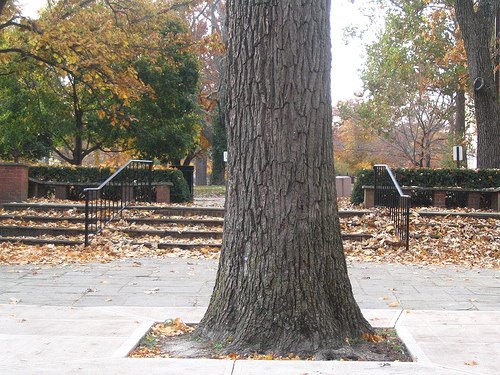 [Tree+in+the+Quad.jpg]