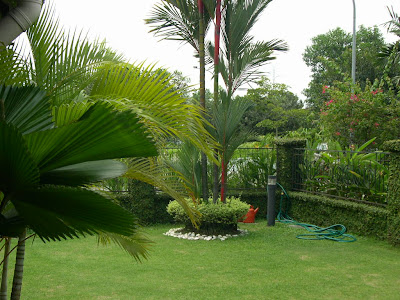 modern gardens with palm trees