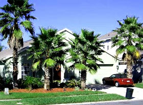 Native Home Garden Design: Palm Tree Landscaping Ideas