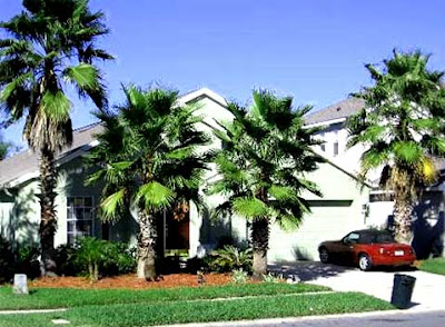 luxury palm trees landscaping around modern house