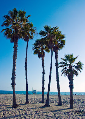 Large Palm trees on the beach