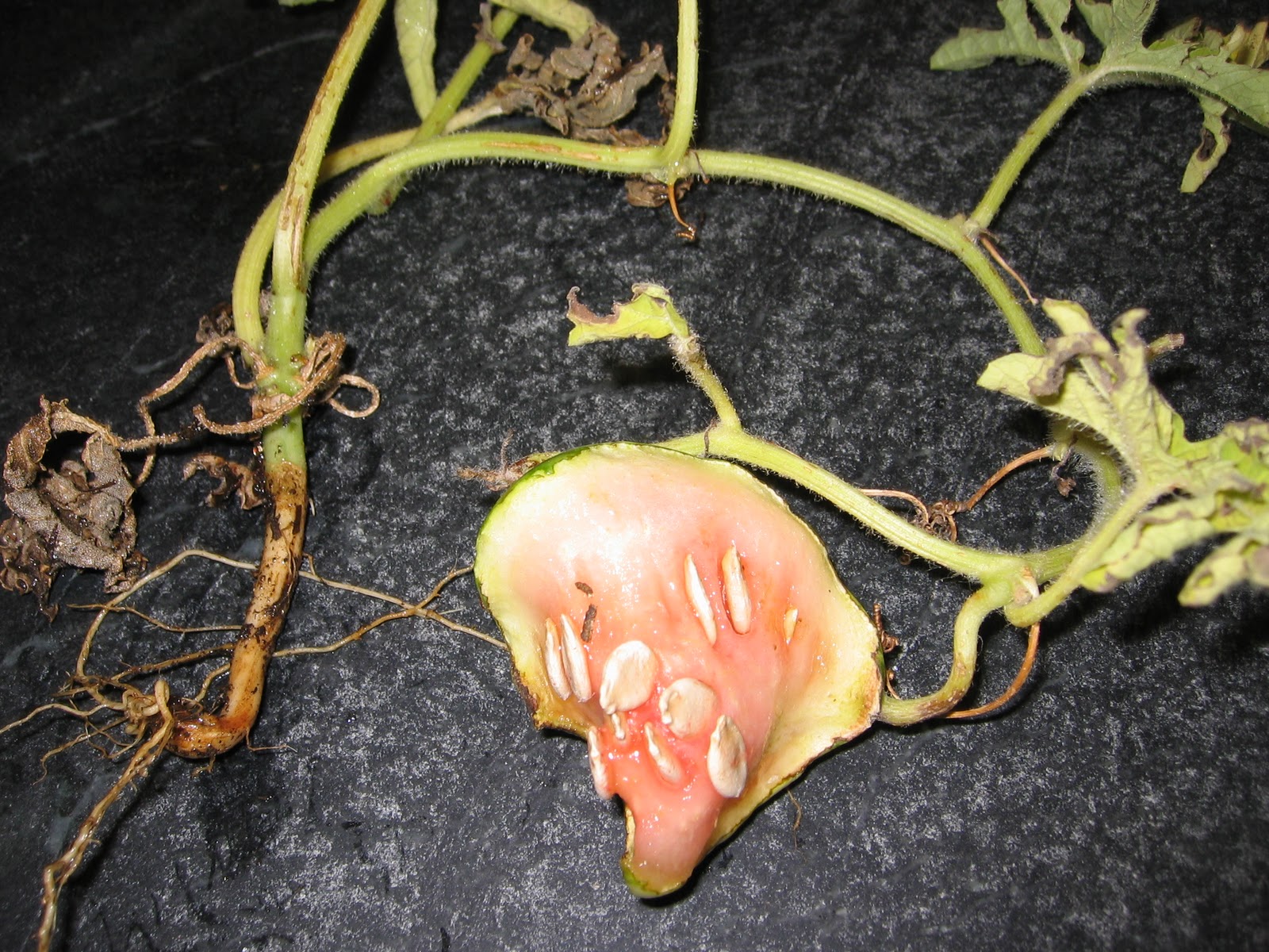 Toni's Square Foot Garden: How does a grasshopper eat a watermelon?