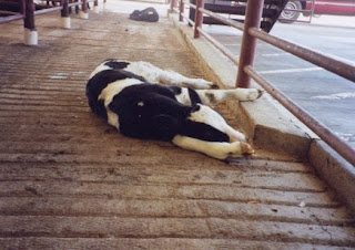 Actions For Animals: Help Save Downed Veal Calves from Cruelty | Animal