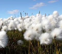 What is Organic Cotton?
