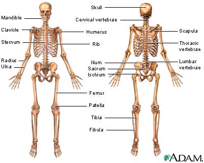 12U Exercise Science: This is a general overview... there are 206 bones