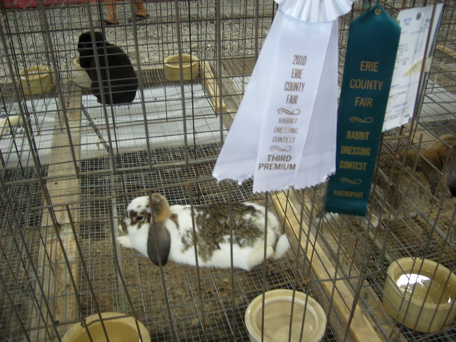 The Bunny Lounge Fair Rabbits