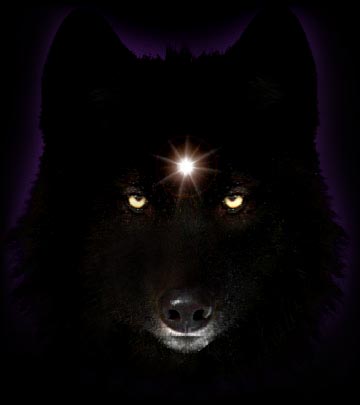 [Wolf+in+Dark.jpg]