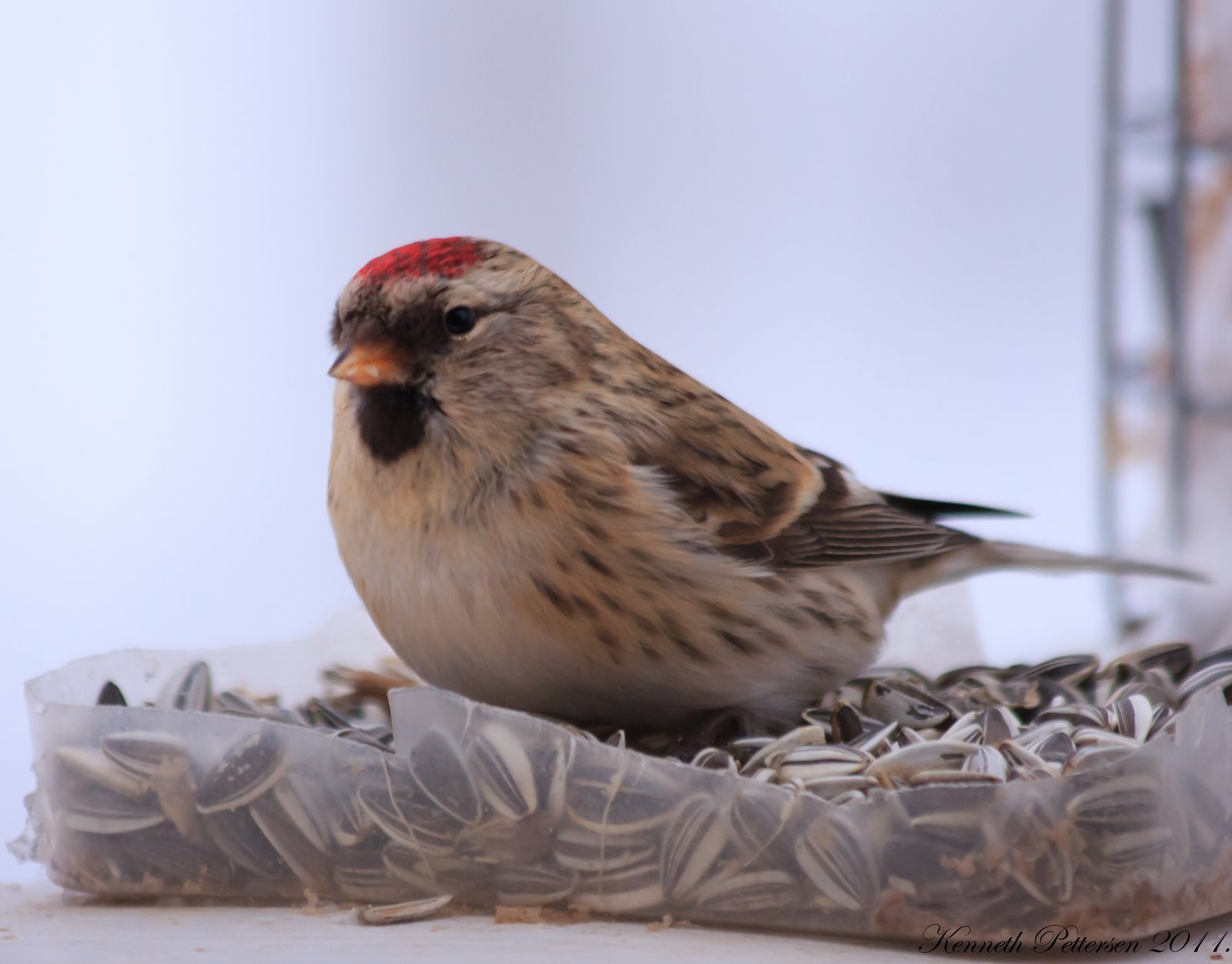 Kenneth`s fotoblogg: 02/04/11