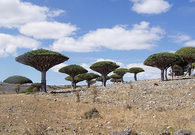 Reading, and Everything in Between.: 【境外旅行】葉門 龍血島(Socotra Island)
