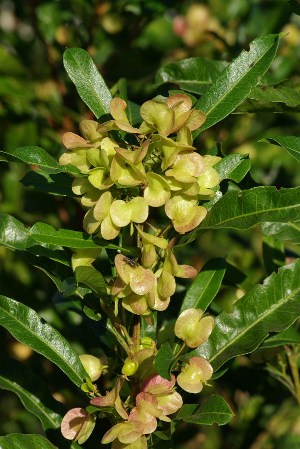 Rufino Osorio Dodonaea viscosa Varnish Leaf