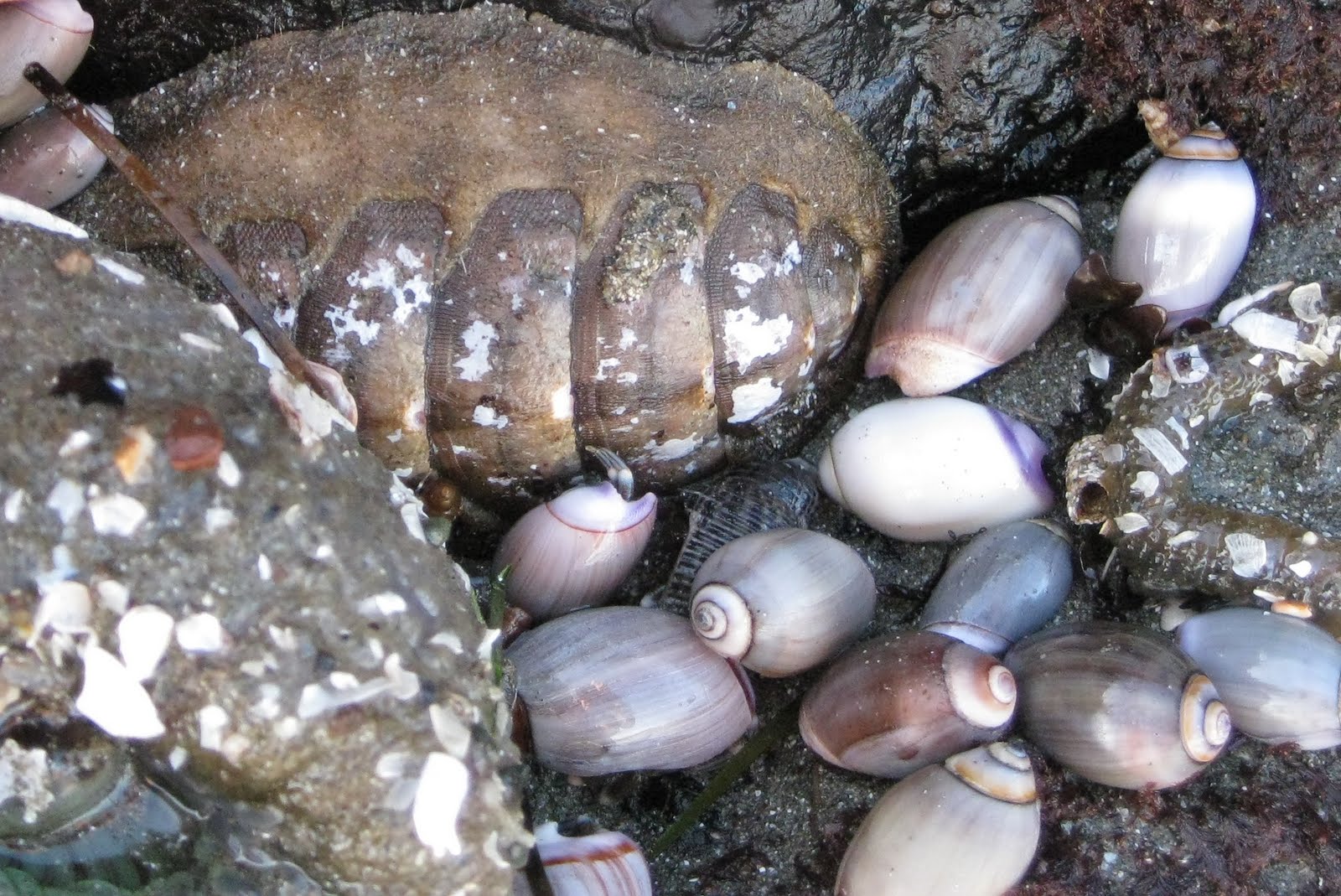 Hummingbird House San Simeon Tide Pools
