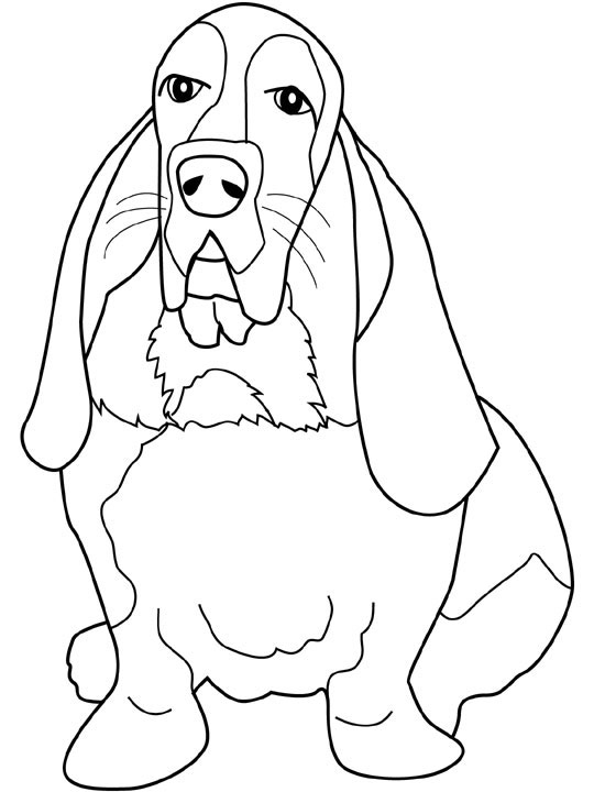 Download Desenhar e colorir cachorrinhos linguiça da raça Bassett Hound - Desenhos e Riscos