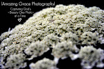 My Photo Blog