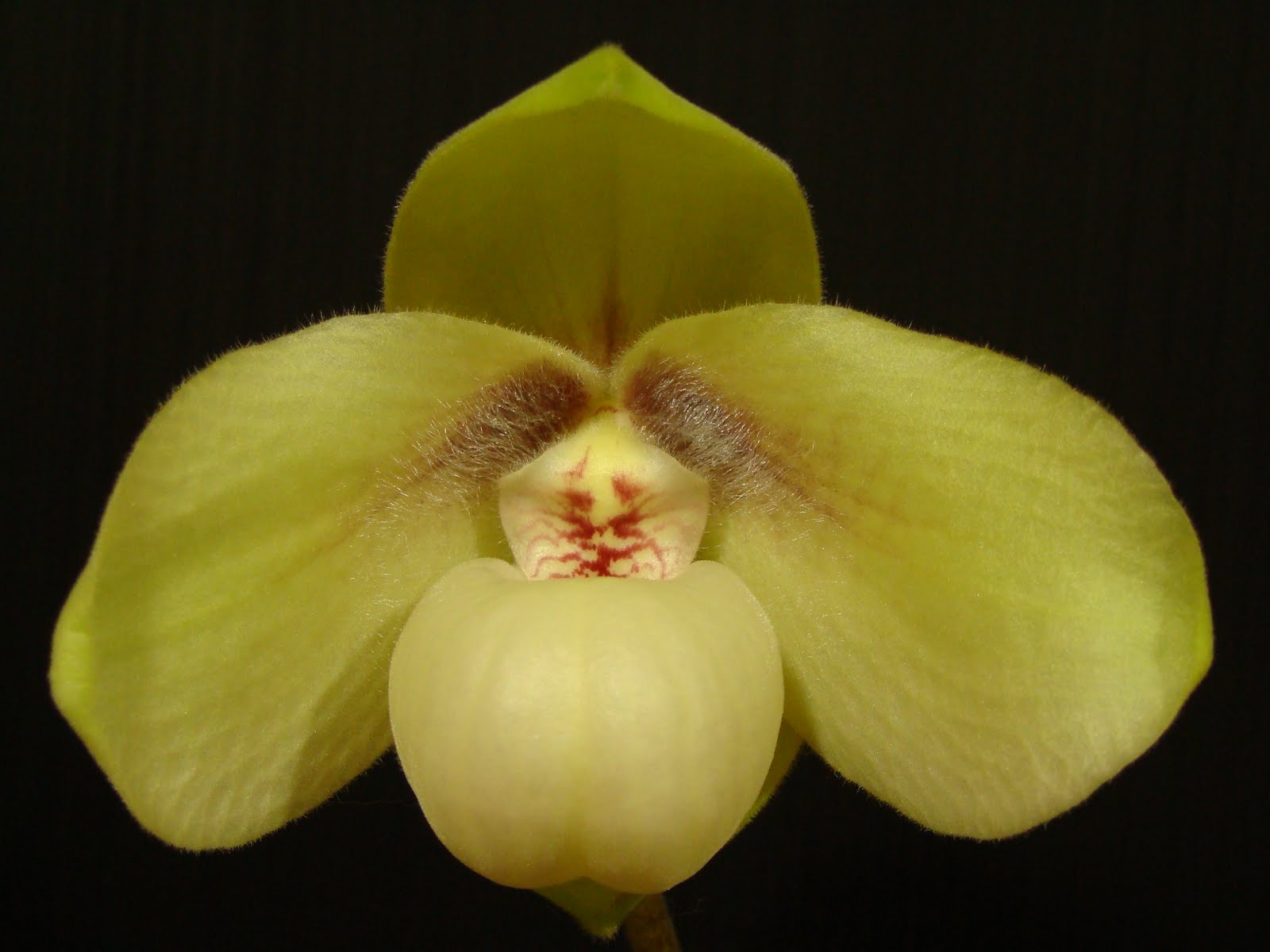 Fatmama-Paphs&rsquo; Link: Paph hangianum