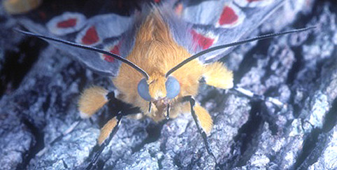 [moth6.jpg]