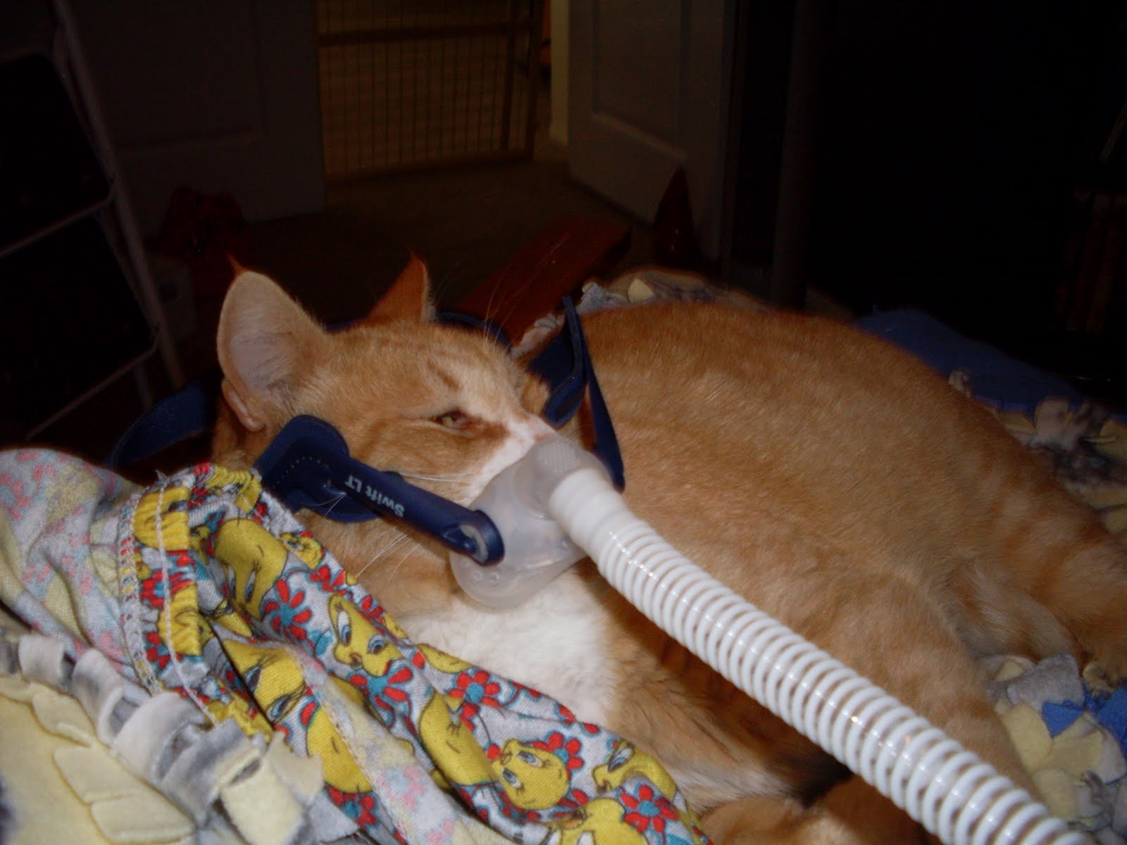 GeeezLoueez A Blog Now? Seriously? Catching Up