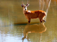 Resultado de imagem para cervo do pantanal chifres