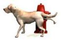[firehydrantdog.jpg]