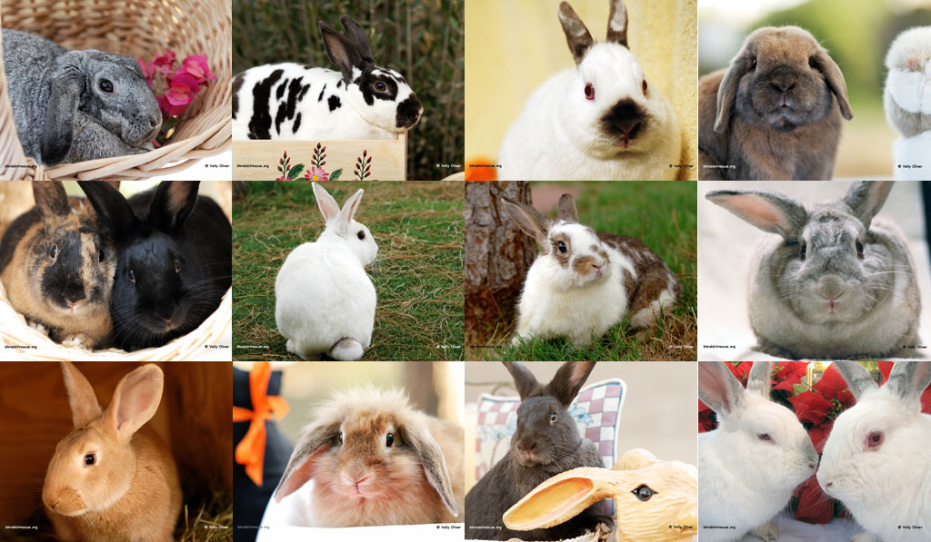 Jual Jenis-Jenis Kelinci &   Accessories