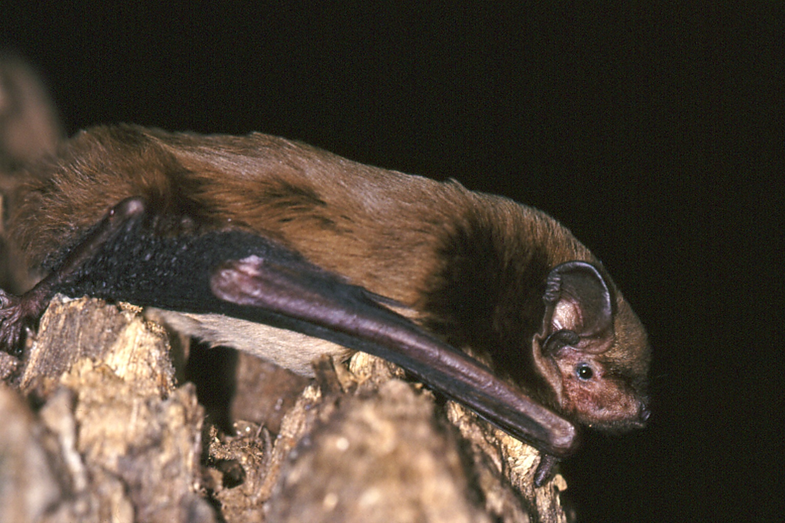 Bat Conservation Trust Scottish Easter surprise!