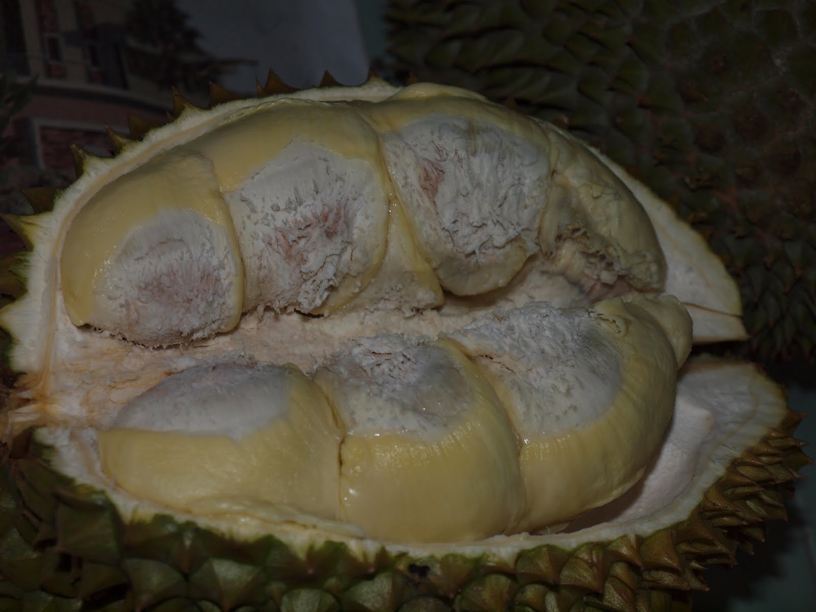 [durian+1.JPG]