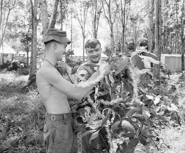 Nui Dat, Vietnam. 1967-12. Newly arrived members of 3rd Battalion, The Royal Australian Regiment (3RAR), preparing their base camp for the Christmas season. Private John Barnes of Mullewa, WA (left), and Lance Corporal John Phillips of Coleraine, Vic, putting final decorations to a rubber tree outside their tent.