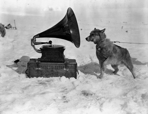 Dog Chris, listening to the gramophone, during the British Antarctic ("Terra Nova") Expedition of 1910-1913. Photograph taken by Herbert Ponting, circa January 1911.