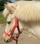 Charm, Icelandic Horse