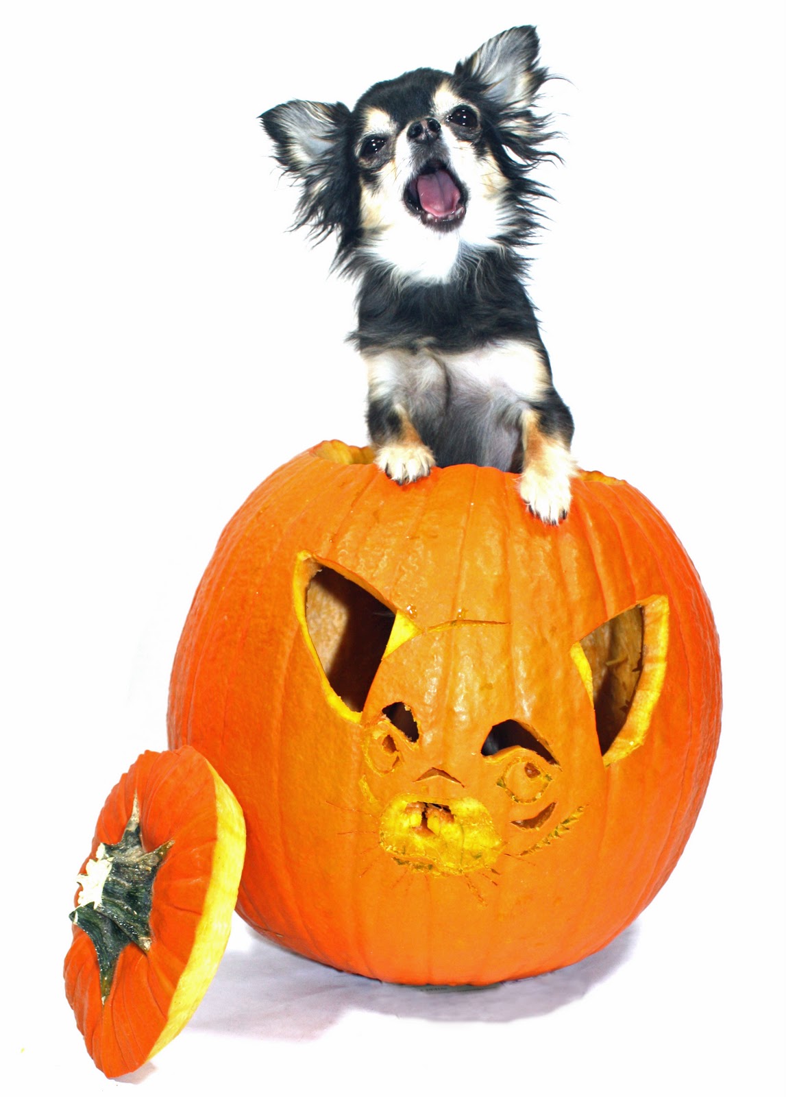 free-chihuahua-stencils