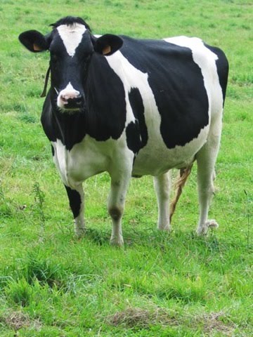 VACA LECHERA