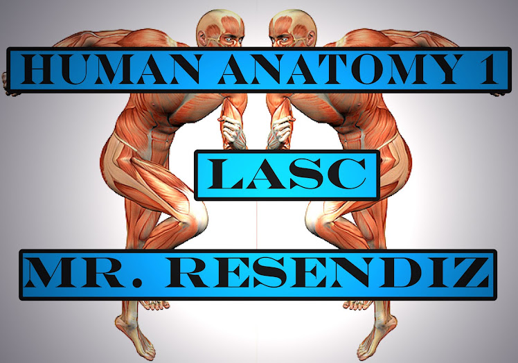 Resendiz Human Anatomy @ LASC