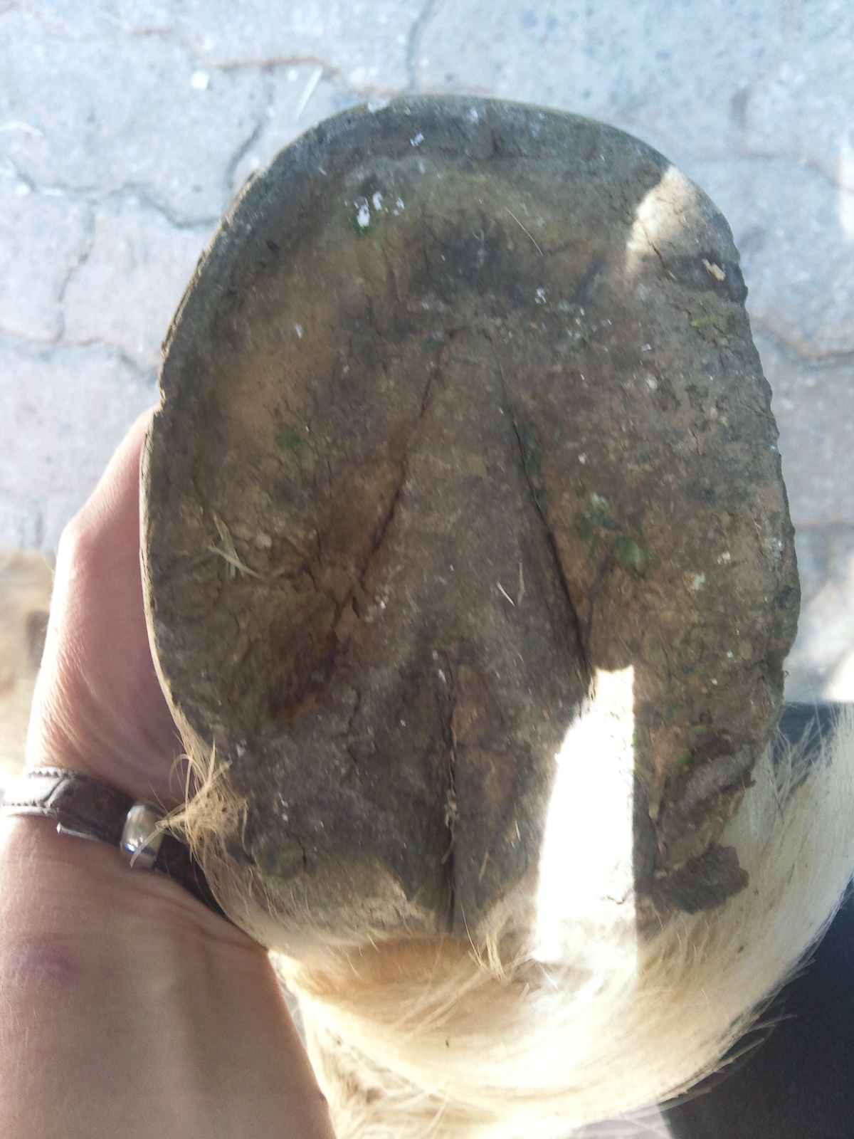 Barefoot Horse Blog Lameness Removing shoes a case study