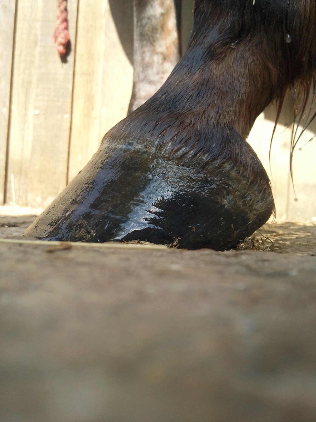 Barefoot Horse Blog Event lines and laminitis