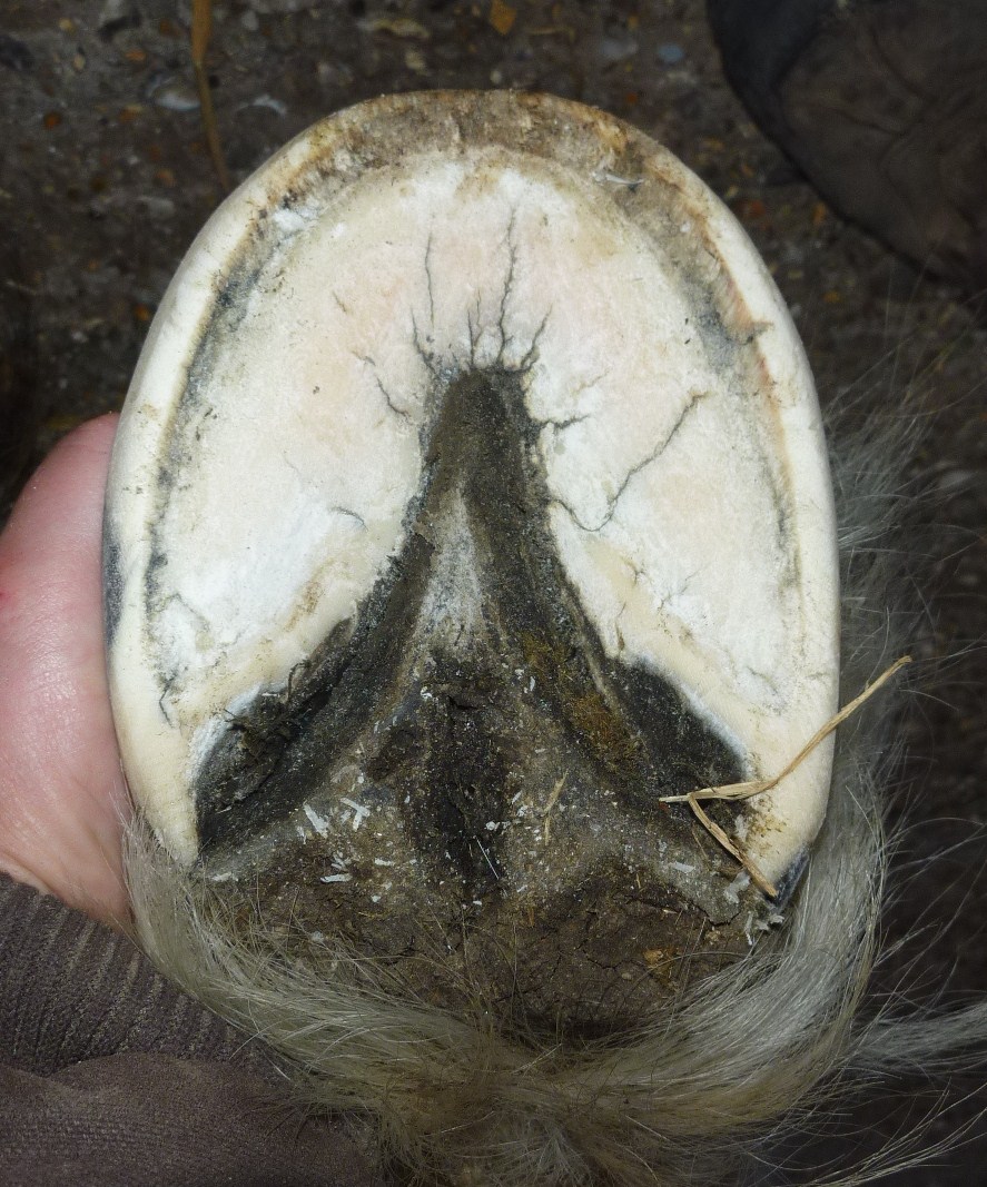 Barefoot Horse Blog Let there be light part two laminitic cob hind foot