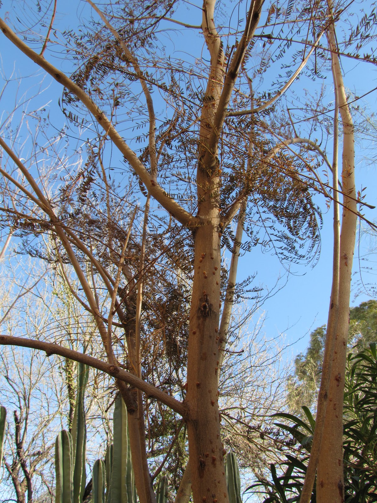 Las Aventuras Jacaranda Sap