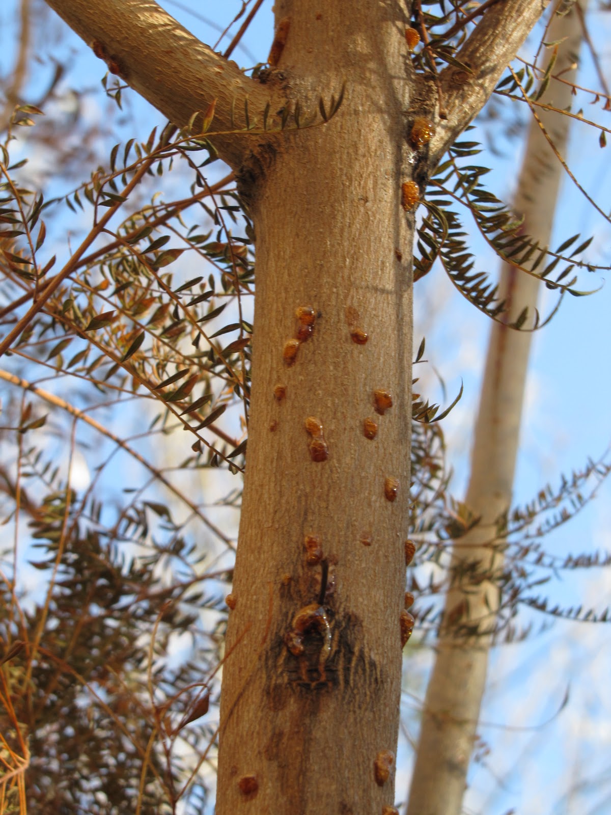 Las Aventuras Jacaranda Sap