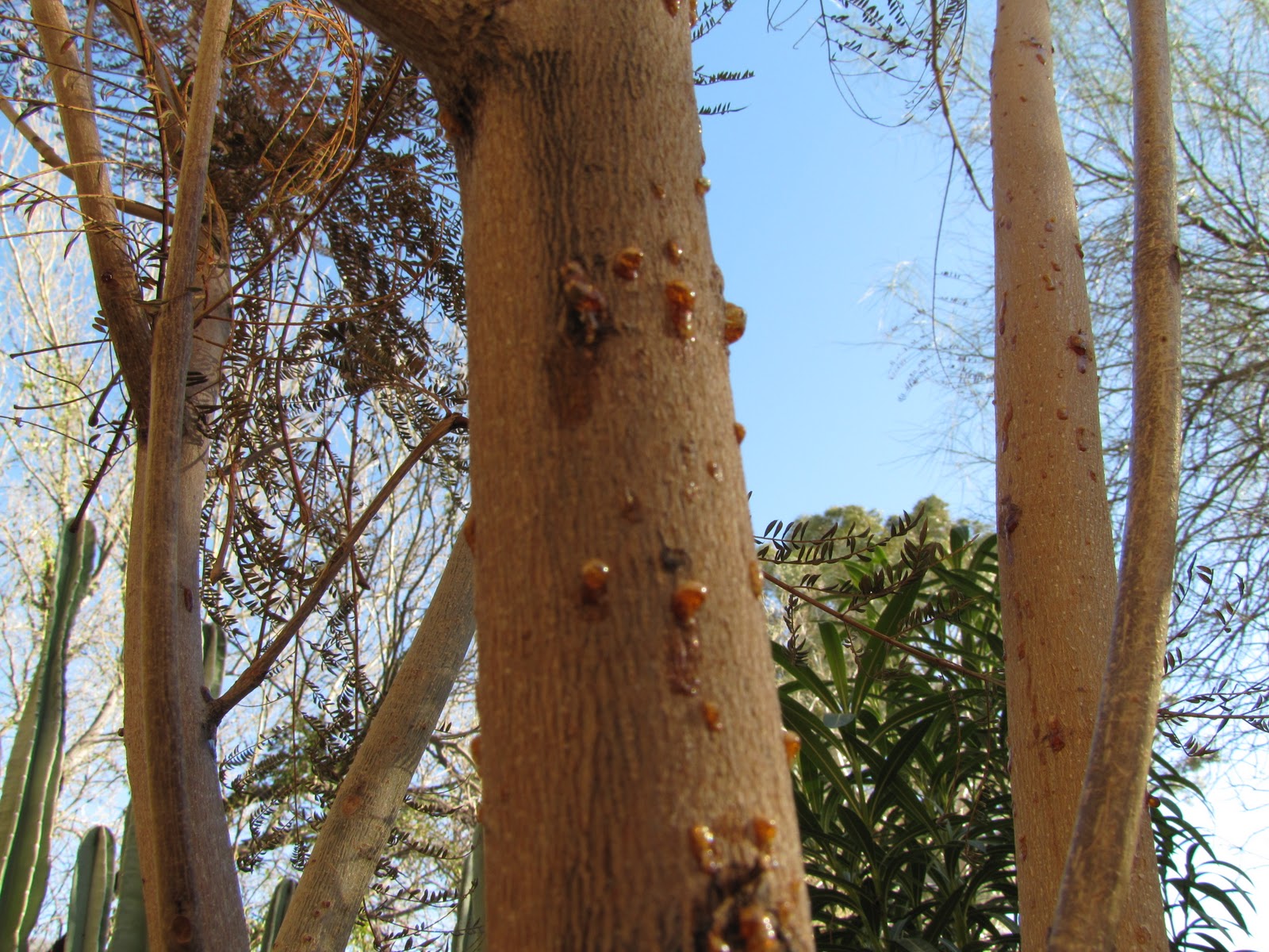 Las Aventuras Jacaranda Sap