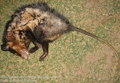 Museu Virtual de Biologia: A 