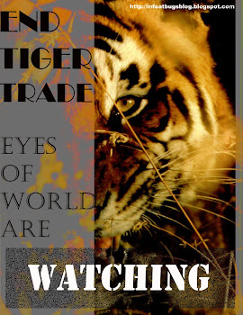 Eyes are watching