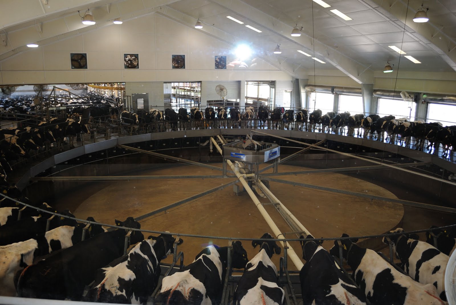 Down to Earth 9 Stories Above Pilsen CSA Number Two and a Day at Fair