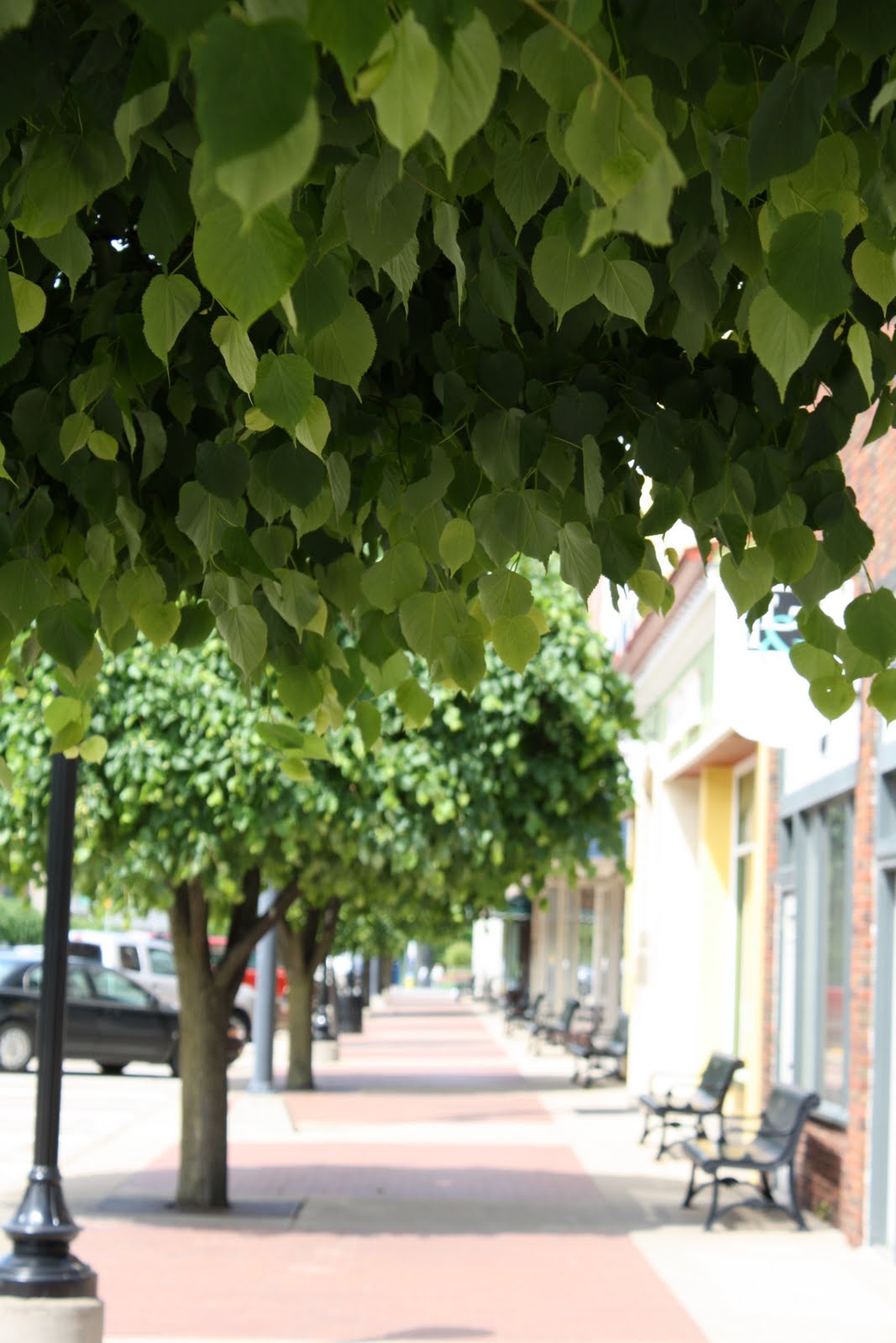 Shade Parade Shade Parade = TreeLined Sidewalks